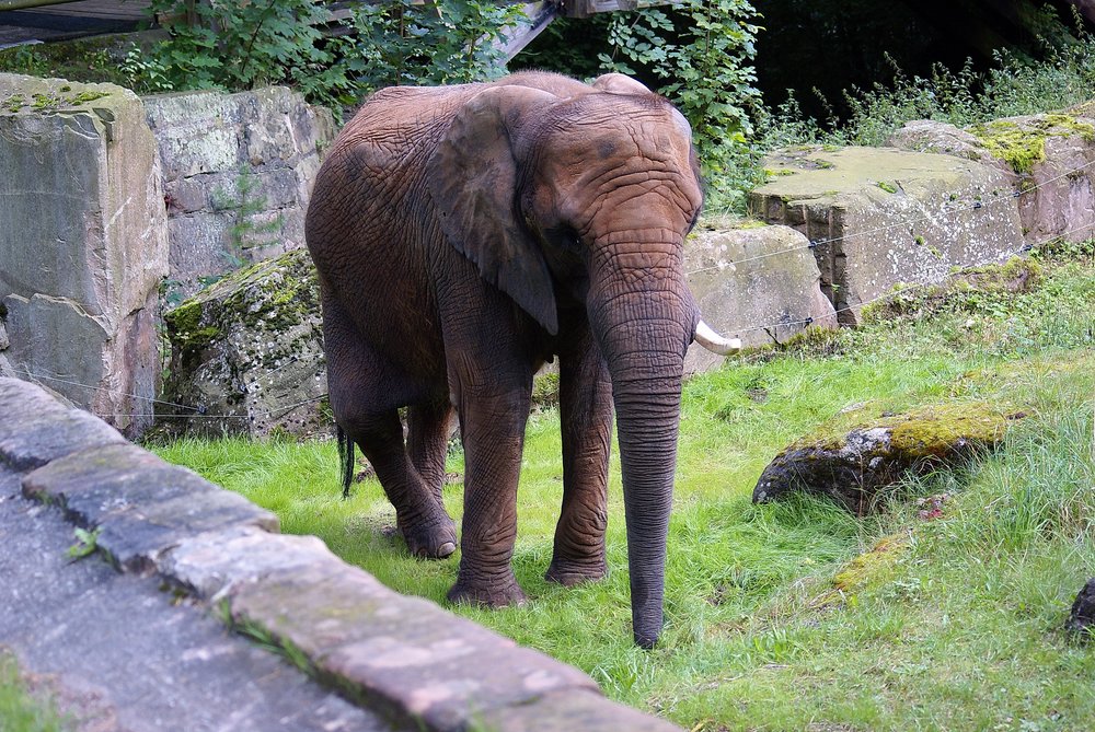 Afrikanischer Elefant-3.jpg