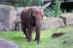  Afrikanischer Elefant-2.jpg