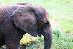 Afrikanischer Elefant-1.jpg