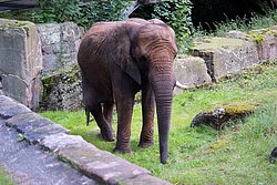 Afrikanischer Elefant-3.jpg