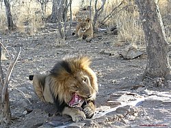 Afrikanischer-Loewe-00.jpg