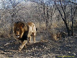 Afrikanischer-Loewe-03.jpg