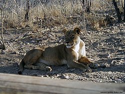 Afrikanischer-Loewe-07.jpg