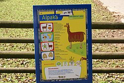 Alpaka-012.JPG