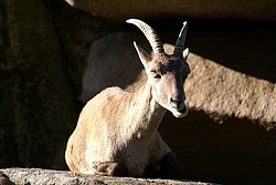 Alpensteinbock-3.JPG