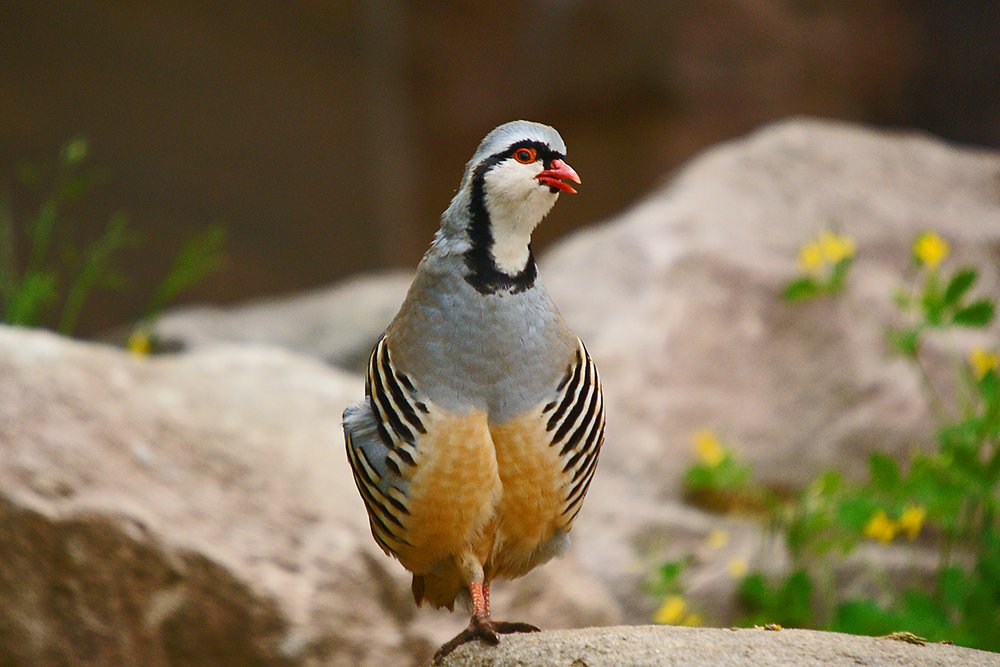 Alpensteinhuhn-001.jpg