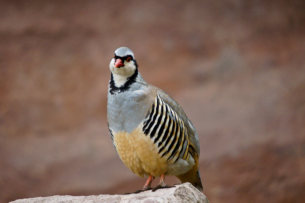 Alpensteinhuhn-002.jpg
