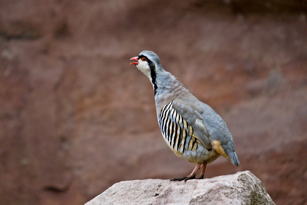 Alpensteinhuhn-003.jpg