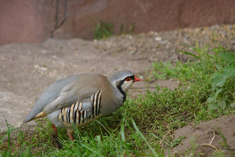 Alpensteinhuhn-004.jpg