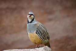 Alpensteinhuhn-002.jpg