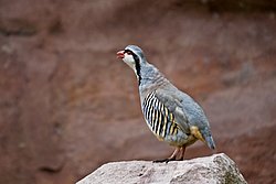 Alpensteinhuhn-003.jpg