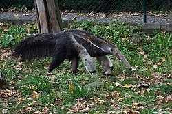 Ameisenbaer-03.JPG