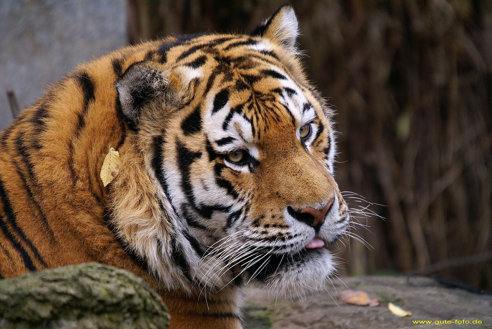 Am-Tiger-003.jpg