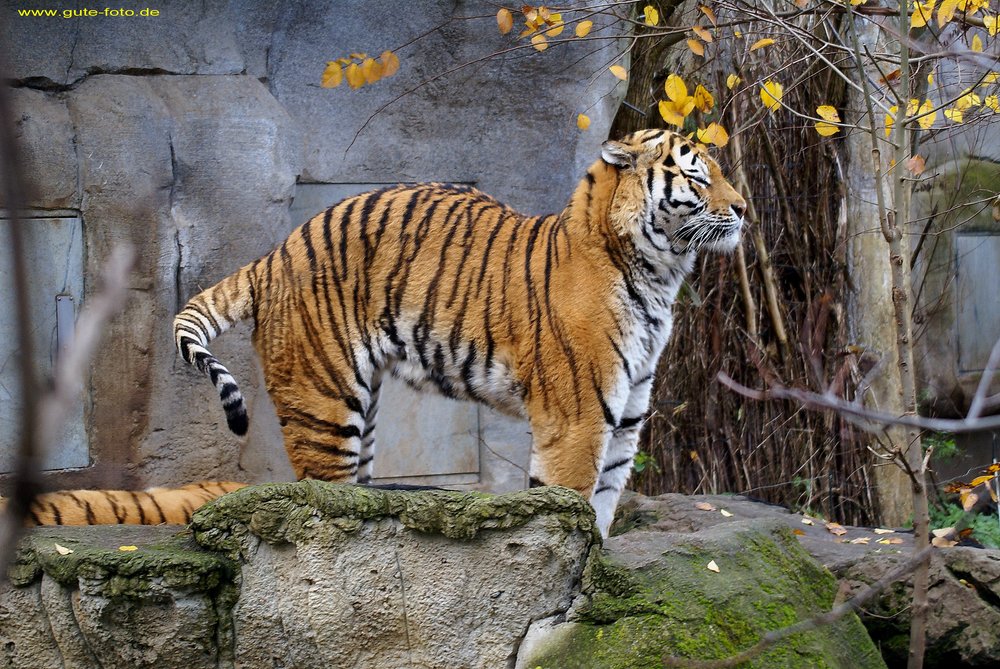 Am-Tiger-004.jpg