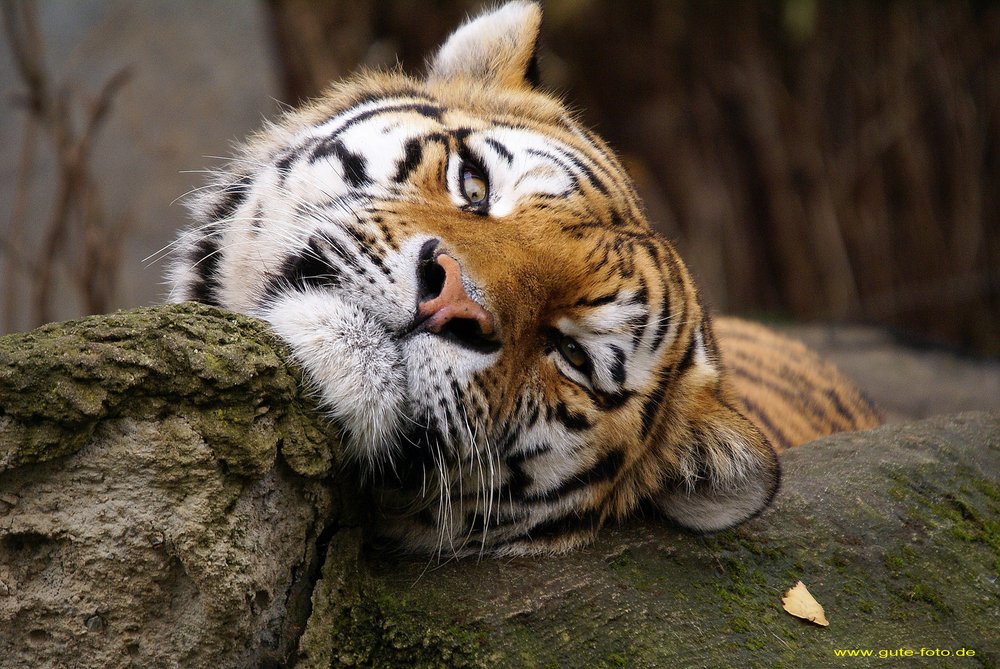 Am-Tiger-005.jpg