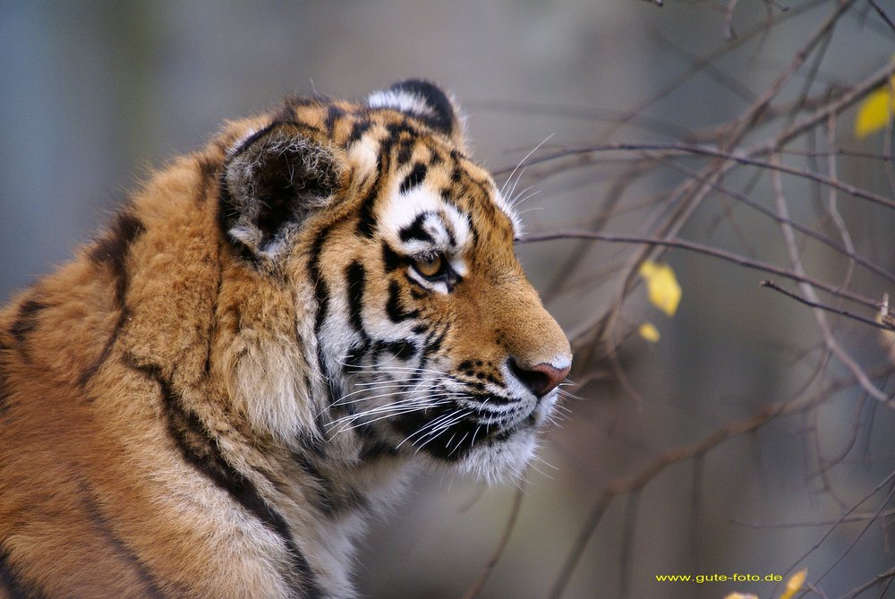 Am-Tiger-006.jpg