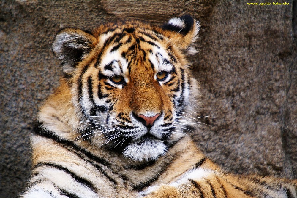 Am-Tiger-009.jpg