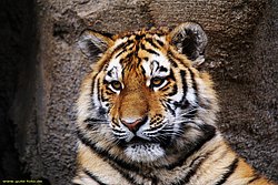 Am-Tiger-001.jpg