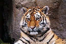 Am-Tiger-002.jpg