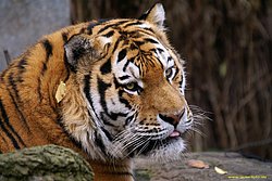 Am-Tiger-003.jpg