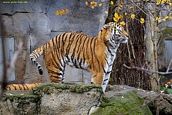 Am-Tiger-004.jpg