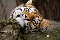 Am-Tiger-005.jpg