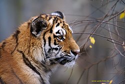 Am-Tiger-006.jpg