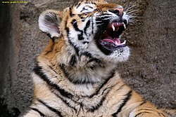 Am-Tiger-007.jpg