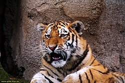 Am-Tiger-008.jpg