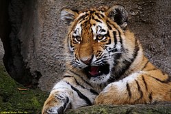 Am-Tiger-010.jpg