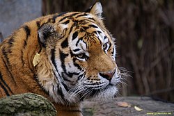 Am-Tiger-011.jpg