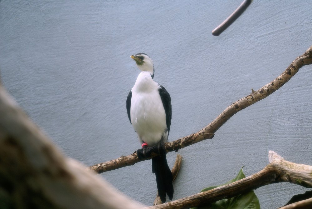 Australische-Zwergscharbe-3.JPG