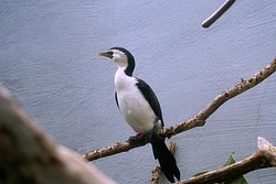 Australische-Zwergscharbe-1.JPG