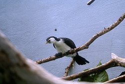 Australische-Zwergscharbe-2.JPG