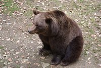 B�r-Schwarz4.JPG