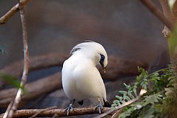 Balistar-01.jpg