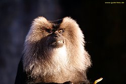 Bartaffe-01.jpg