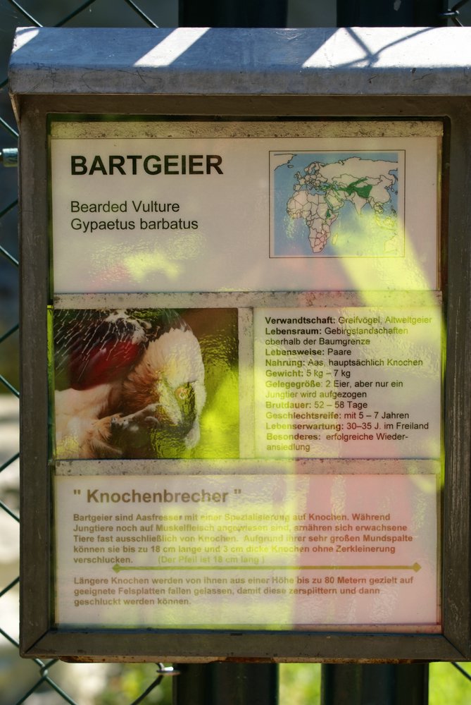 Bartgeier-6.JPG