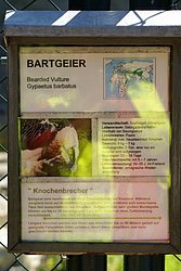 Bartgeier-6.JPG