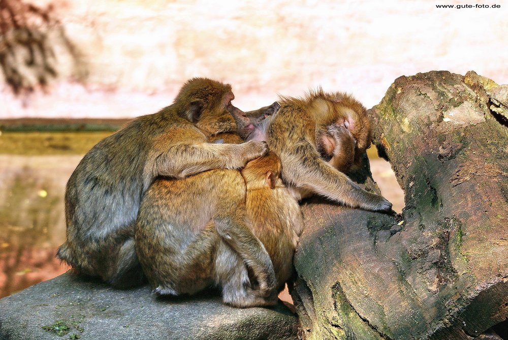 Berberaffe-02.jpg