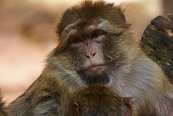 Berberaffe-01.JPG