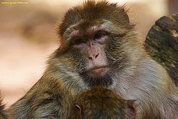 Berberaffe-01.jpg