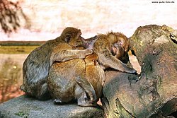 Berberaffe-02.jpg