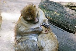 Berberaffe-03.JPG
