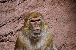 Berberaffe-03.jpg