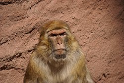 Berberaffe-04.JPG
