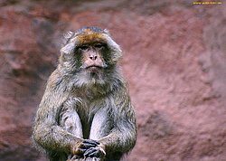 Berberaffe-04.jpg
