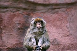 Berberaffe-05.jpg