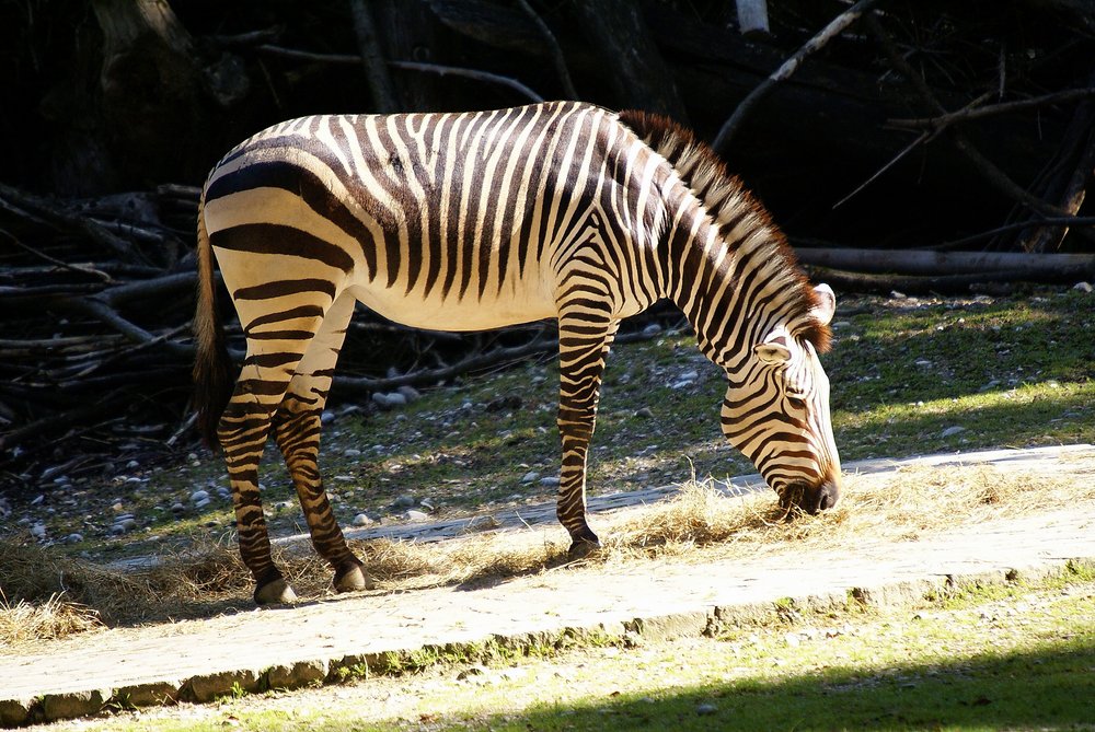 Hartmann-Bergzebra-3.JPG