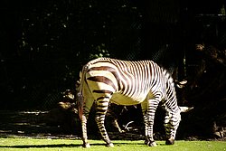 Hartmann-Bergzebra-2.JPG